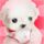 霍思燕淡出演艺圈后深耕训犬领域